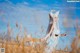 A woman in a white dress standing in a field of wheat.